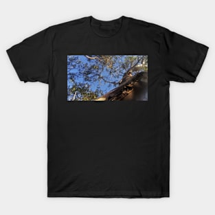 Tree perspective T-Shirt